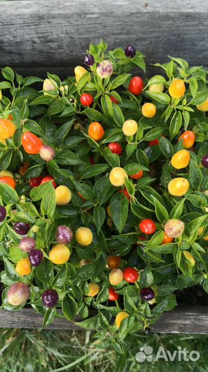 Семена жгучего декоративного перца