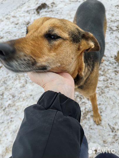 Собака в добрые руки