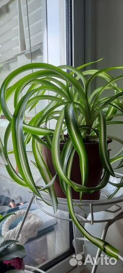 Хлорофитум кудрявый и сансевиерия