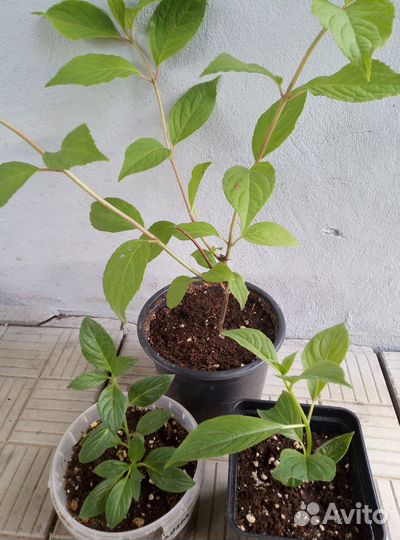 Гортензии метельчатые и крупнолистные махровые