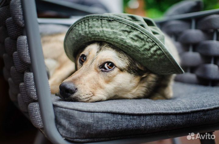 Отдам щенка в добрые руки