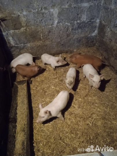 Продаются поросята