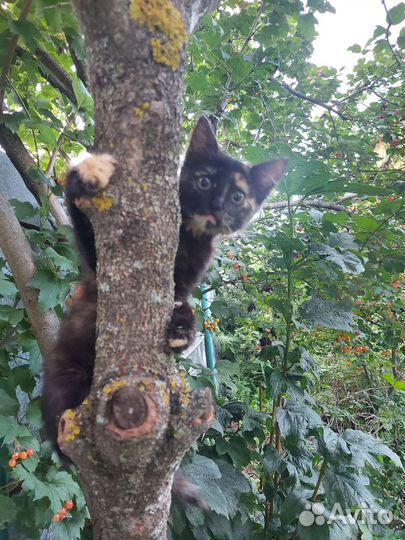 Котенок с медными глазами в дар