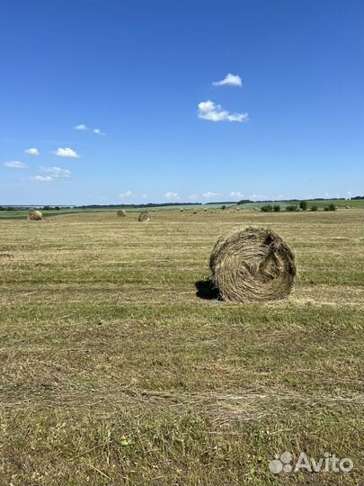 Сено в тюках