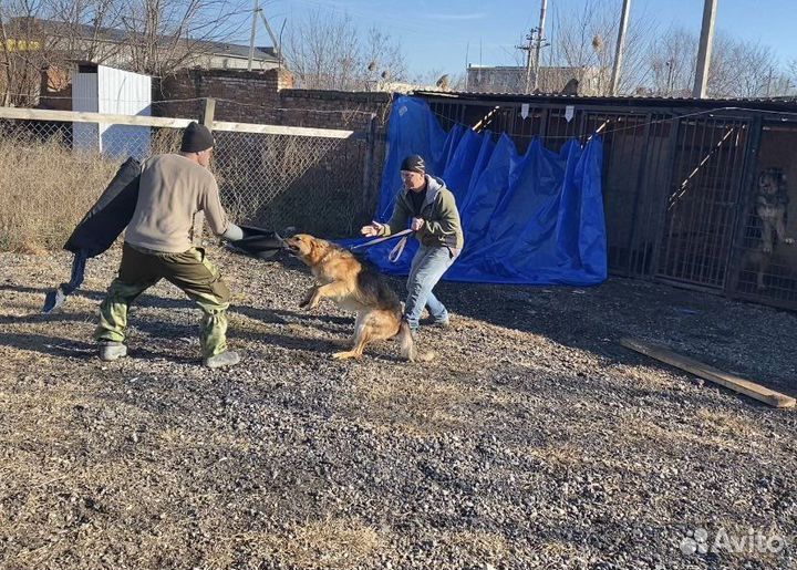 Дрессировка собак, кинолог