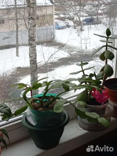 Декабрист, толстянка, каланхое