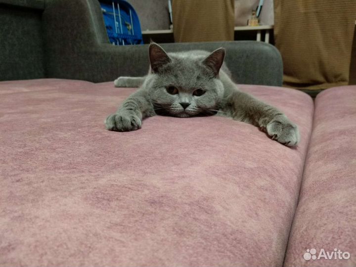 Шотландская кошка