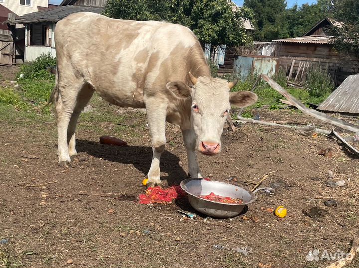 Телки 1,8и 1,9лет