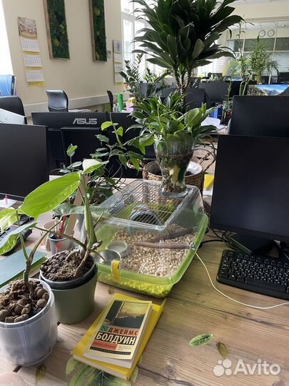 Сирийский хомяк