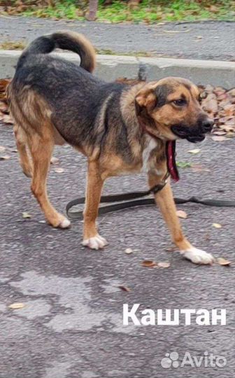 Мальчик из,черного приюта