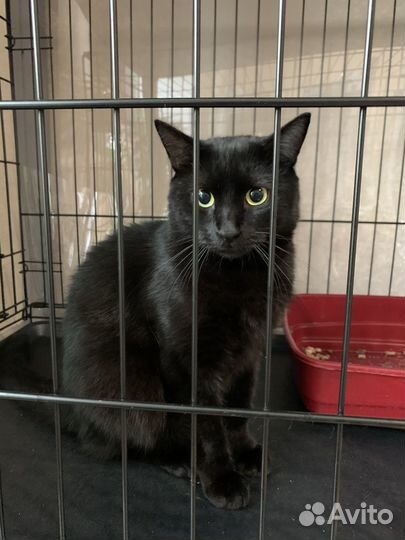 Томас в добрые руки