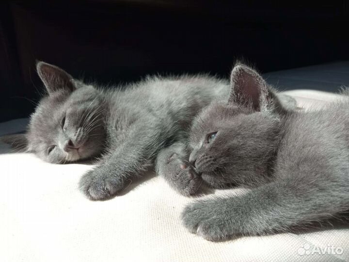 Котята только в добрые руки