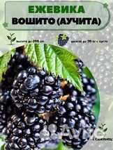 Ежевика бесшипная