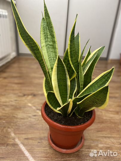 Сансевиерия карликовая