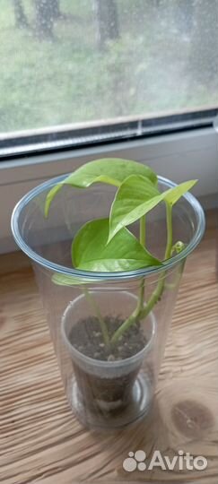 Эпипремнум (сциндапсус) Неон Яркие лианы