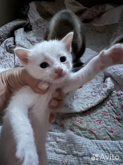 Тайские котята