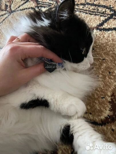 Адресник для собак