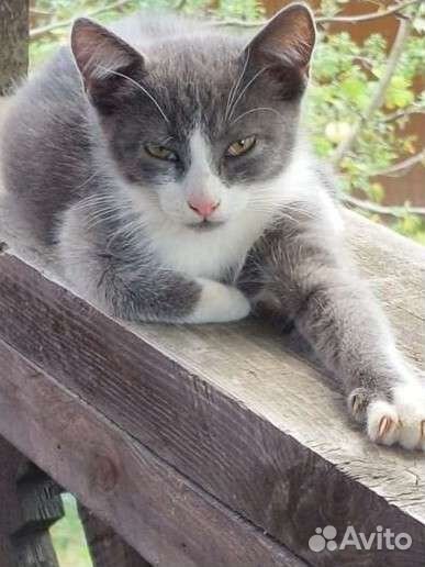 Котёнок (мальчик) ищет дом