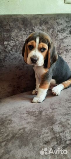 Щенки Бигля