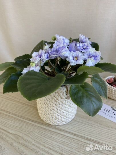 Фиалка в кашпо