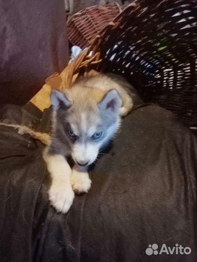 Сибирский хаски