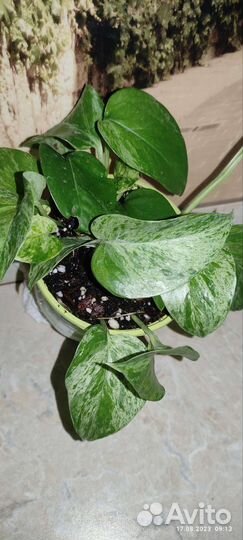 Сциндапсус марбл квин, хойя, филодендро