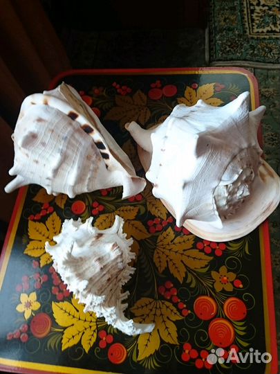 Раковины морские Индия