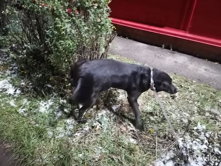 Выгул, дрессировка и передержка собак