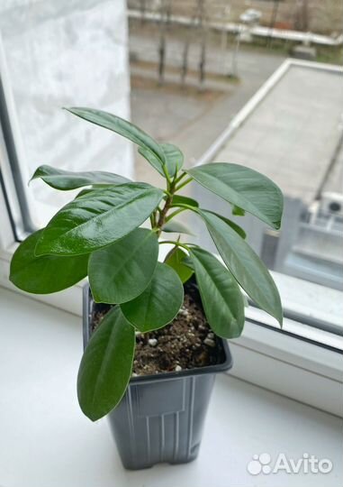 Фикус мокламе