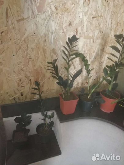 Комнатные растения