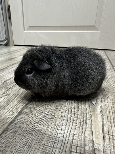 Морская свинка