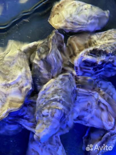 Живые устрицы