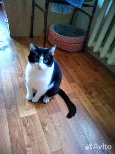 Кошки в добрые руки бесплатно