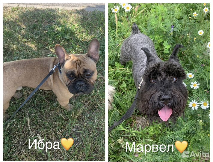 Передержка собак, хорьков