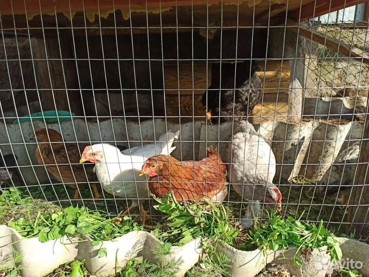 Куры несушки