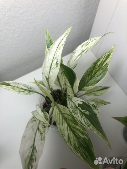 Спатифиллум Нью Ван