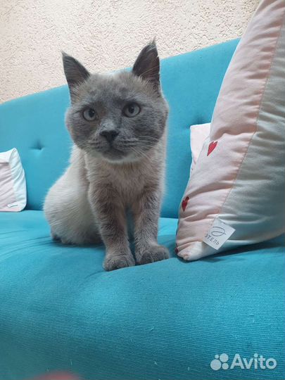 Кот