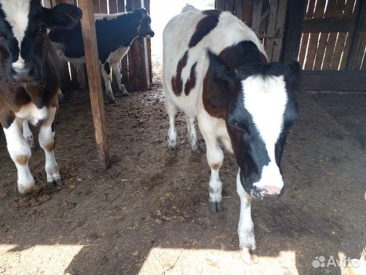 Телята бычки