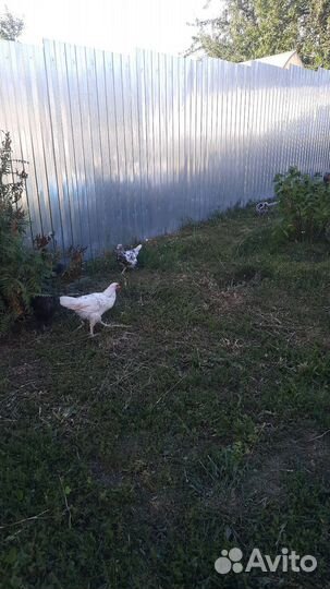 Петушки белифельдер пушкинские павловское золото