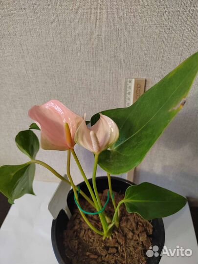 Антуриум Джоли пич