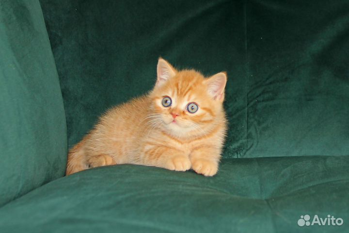 Британская кошка