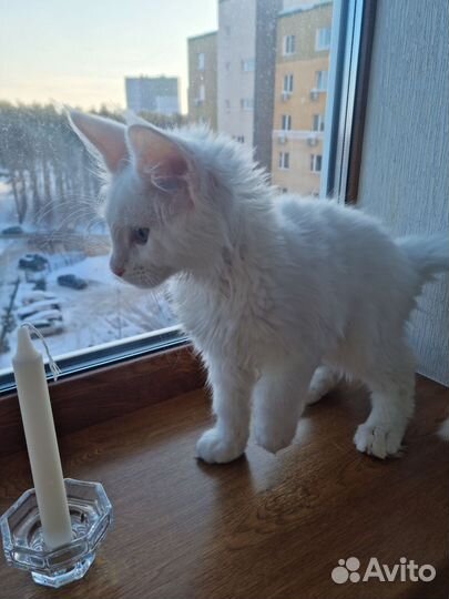 Продаётся Мейн-кун (котёнок)