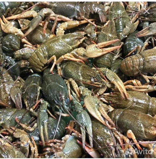 Живые раки с доставкой