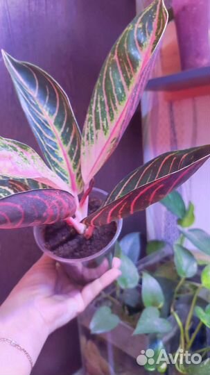 Аглаонема Пинк сумантра