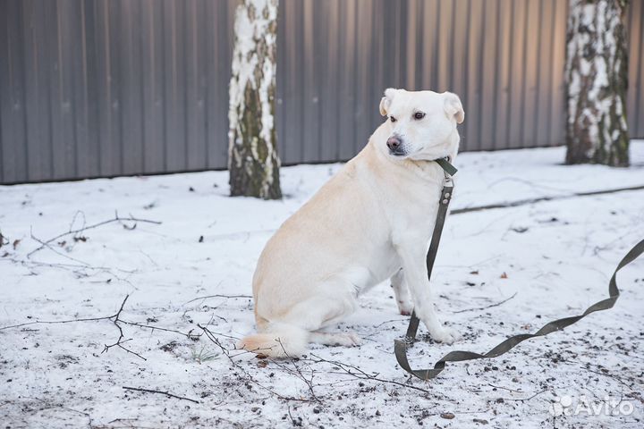 В добрые руки хорошая собака Милка
