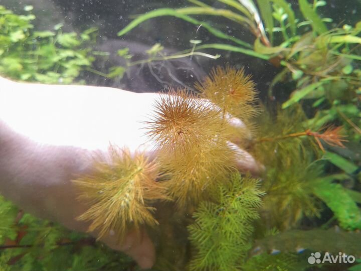 Аквариумные растения наборы, креветки