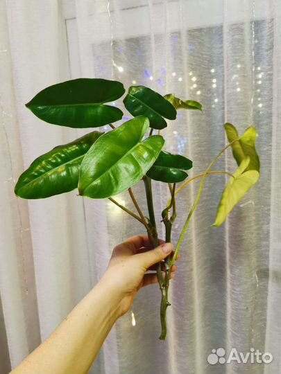 Филодендрон Бурле Маркс