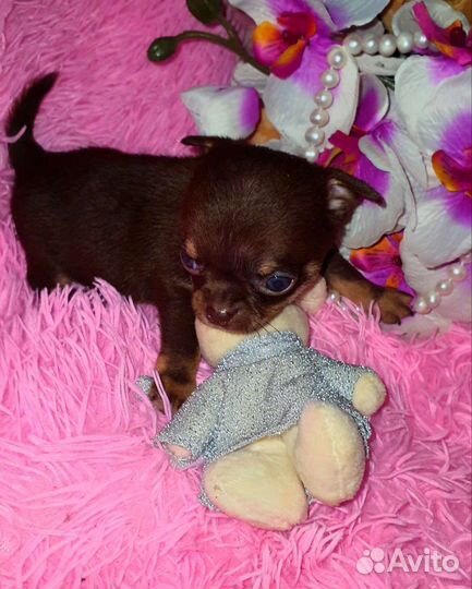 Супер минюшечки в кармашек,куколки,доставка