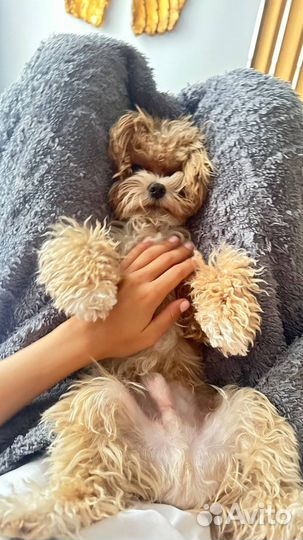 Передержка животных