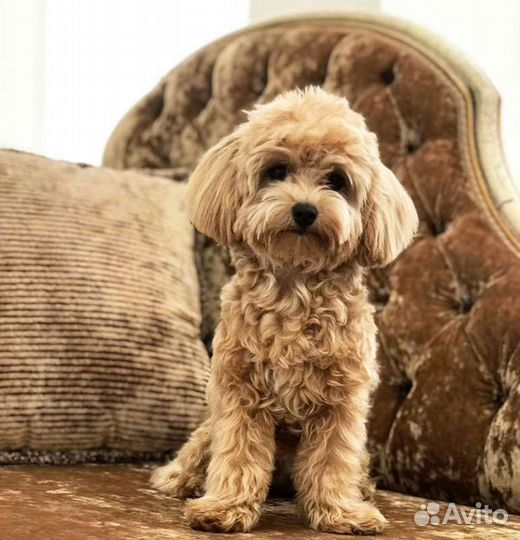 Щенки мальтипу